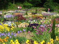 /album/galerie-de-photos-floraisons/jardin-2014-455-comp-jpg/